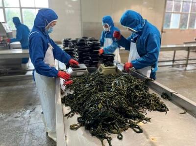 海帶漲價(jià)受冷落?海底撈同款小海帶變身海藻鮮粉在拼多多上熱賣